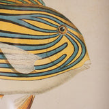 Tropical Fish Prints - Set of 2